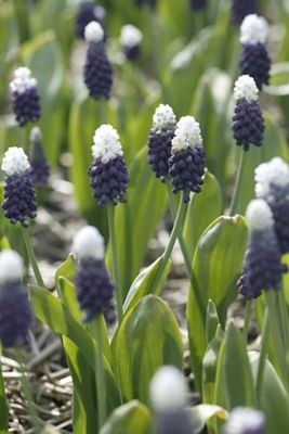 Muscari ‘Grape Ice’ Bulbs