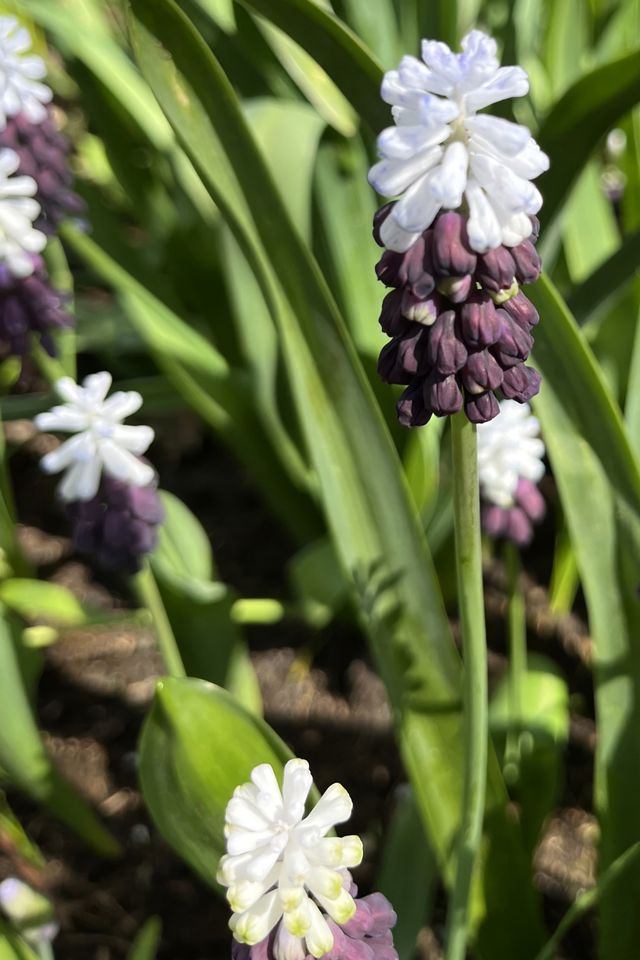 Muscari ‘Grape Ice’ Bulbs #1