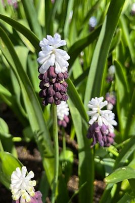 Muscari ‘Grape Ice’ Bulbs