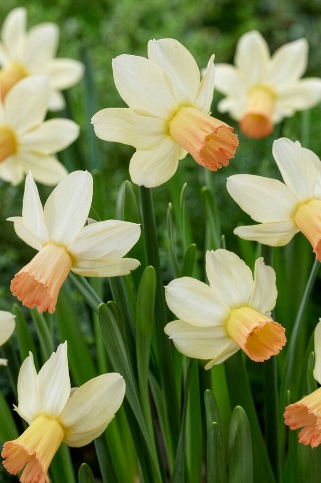 Narcissus ‘Carice’ Bulbs
