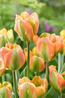 Tulip ‘Orange Marmalade’ Bulbs
