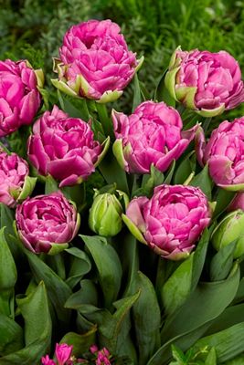 Tulip ‘Aveyron’ Bulbs