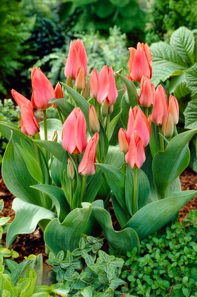 Tulip Greigii ‘Toronto’ Bulbs
