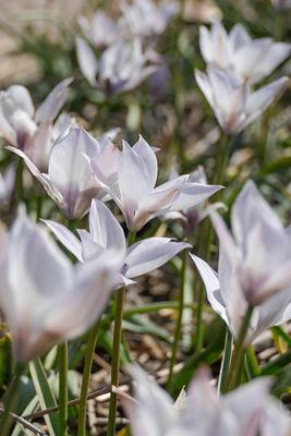 Tulip 'Alba Coerulea Oculata’ Bulbs