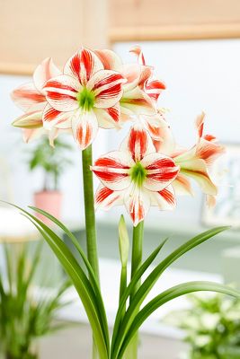 Amaryllis ‘Ambiance’ Bulb