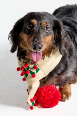 The Foggy Dog Holly Bobble Knit Dog Scarf In White