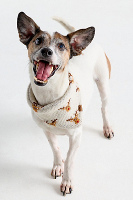 The Foggy Dog Knit Bandana In Brown