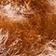 Cinnamon