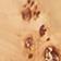 Light Burl