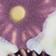 Aster
