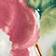 Wild Rose
