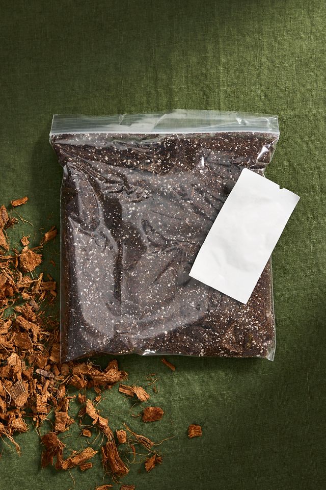 Christmas Lights Pepper Grow Kit #1