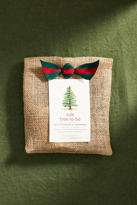 Terrain Yule Tree-to-be Grow Kit In Brown