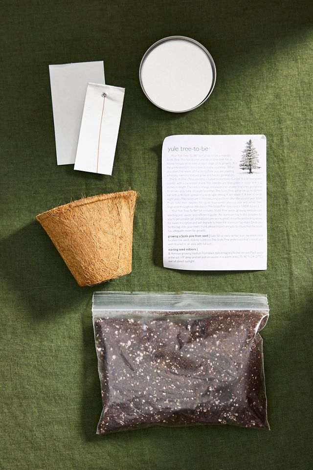 Yule Tree-to-Be Grow Kit #1