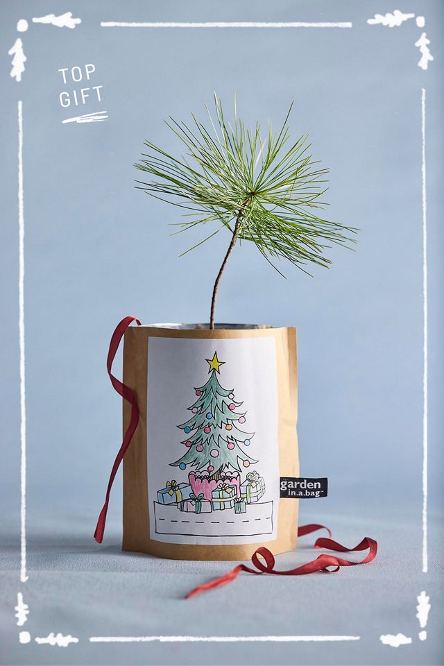 Kids’ Christmas Tree Grow Kit #2