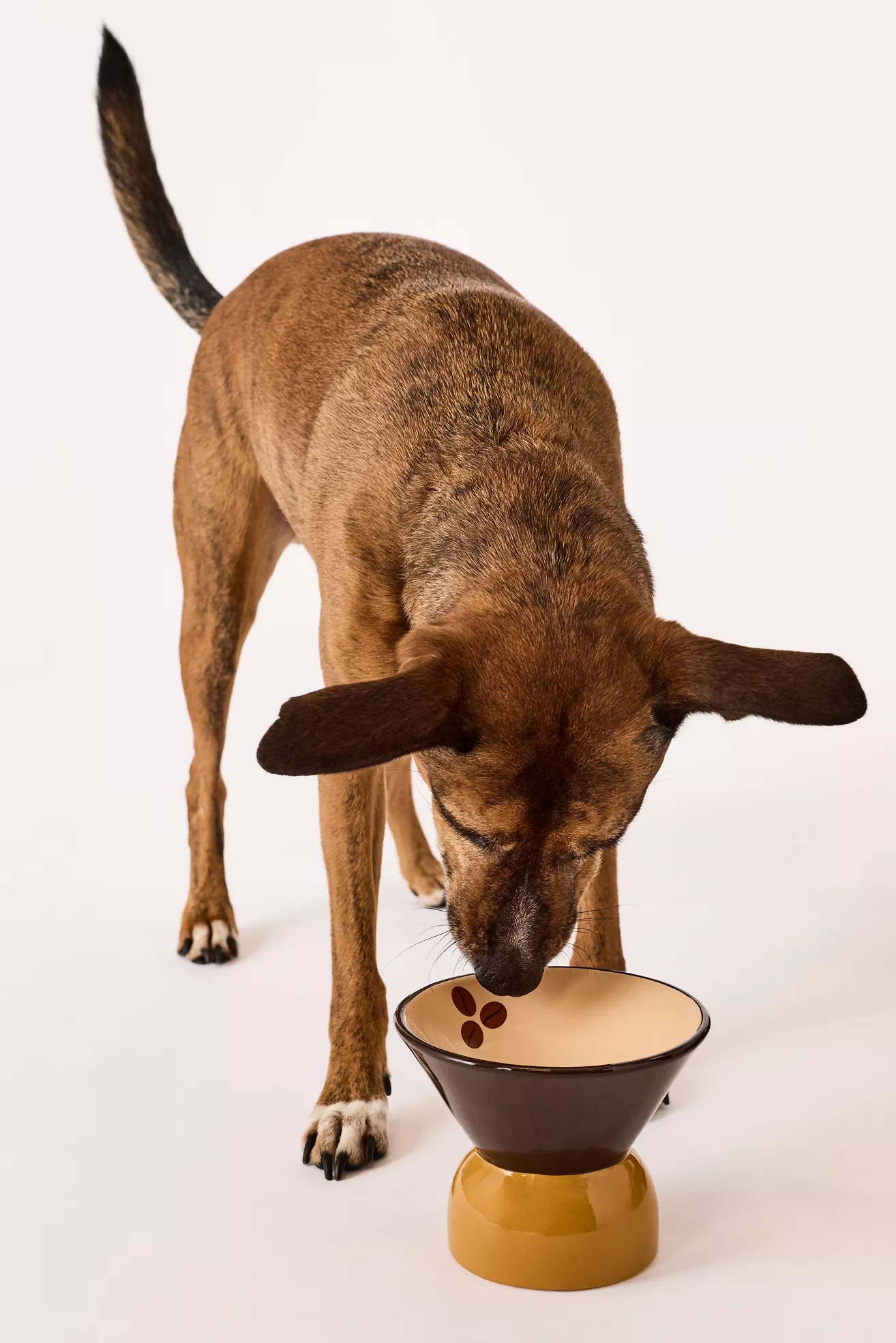 Boozy Pet Bowls - thumbnail 4