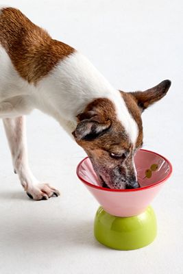 Boozy Pet Bowls