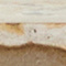 Fossil Beige Marble