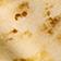 Marigold Yellow
