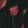 Amapolas Black