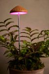 Mushroom LED Grow Light