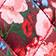 Red Floral