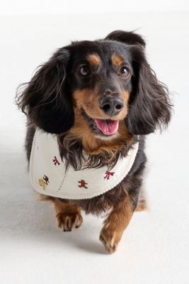 The Deluxe Pup Holiday Knit Pet Bandana