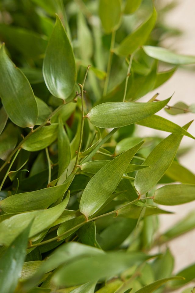 Logan Fresh Botanical Garland #1