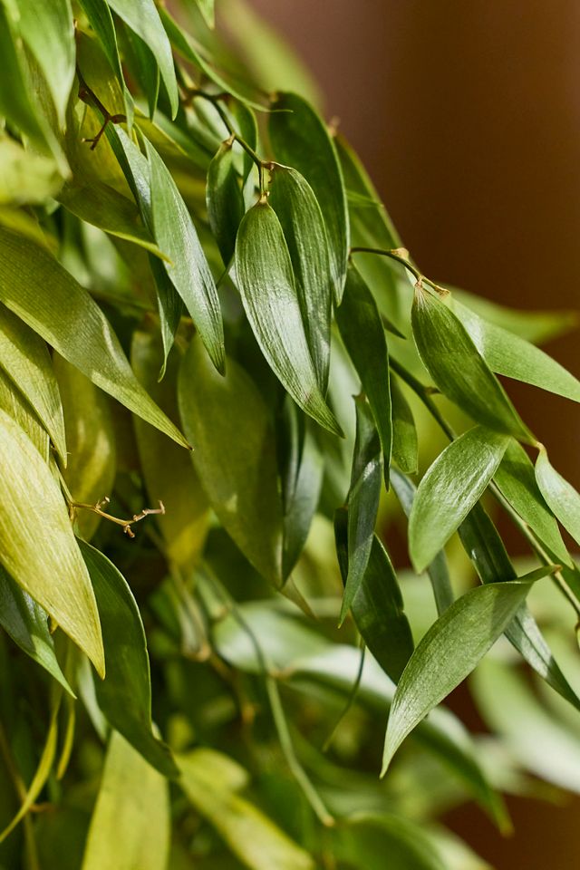 Logan Fresh Botanical Garland #5