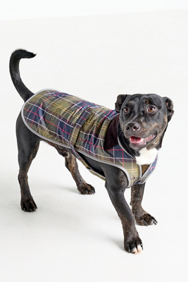 Barbour Tartan Dog Coat Jacket In Brown
