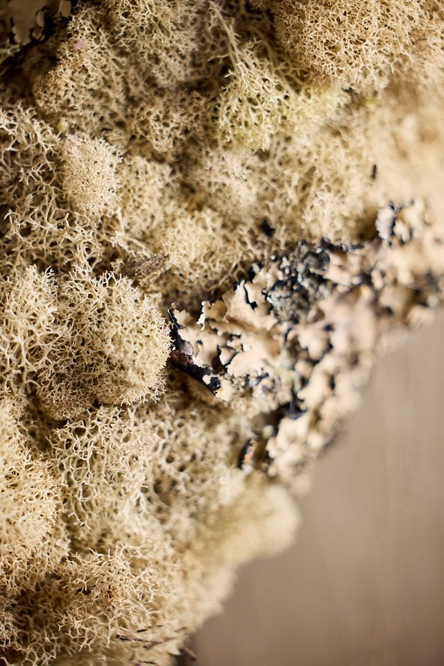 Preserved Moss + Lichen Wreath #1