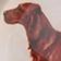 Irish Setter
