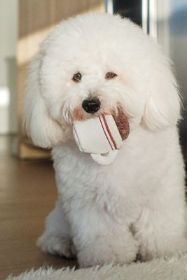 Lambwolf Plush Dog Toy