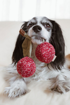 Plush Dog Toy
