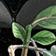 Night Gardenia