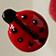 Coccinelle
