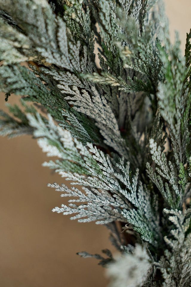 Snowy Preserved Cedar Circlet Wreath #1