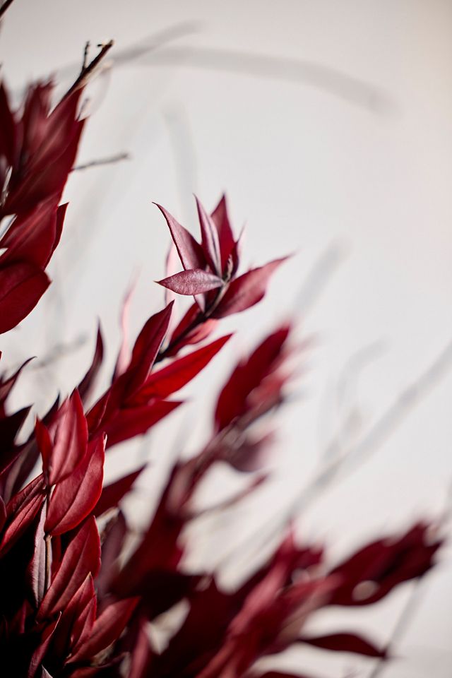 Preserved Red Myrtle Wreath #1
