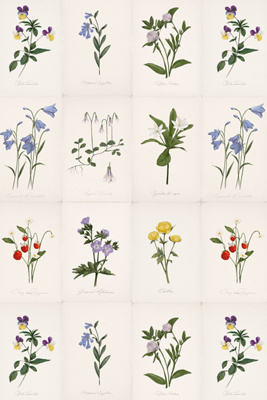 Anthropologie Liselott Floral Wallpaper By Sarah Jessica Parker In Multi