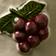 Bordeaux Grape