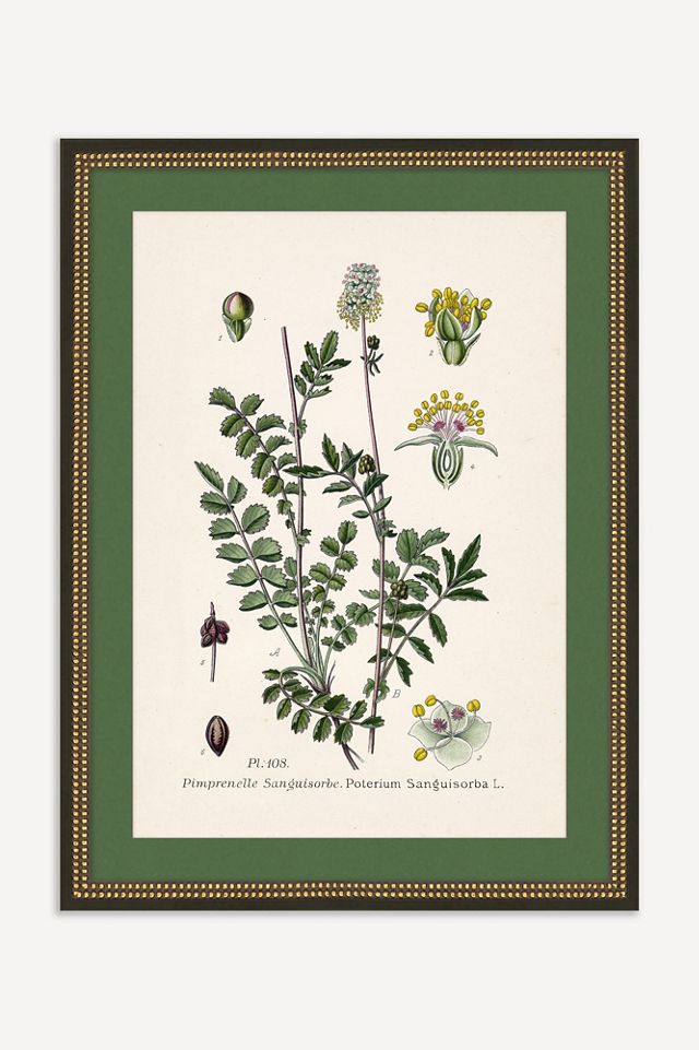 Wildflower Study Wall Art #1
