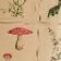 Botanica