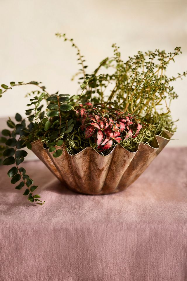 Golden Handkerchief Planter #1