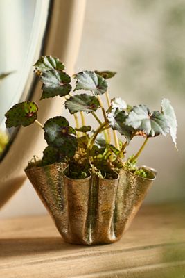 Golden Handkerchief Planter, Small