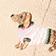 Tan Dashchund