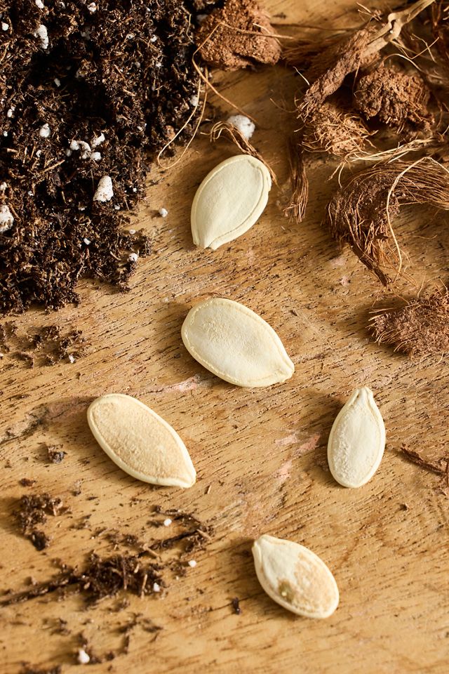 Squash Seed Starts Kit #1