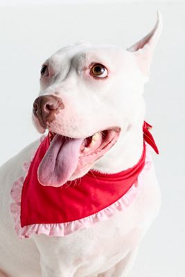 The Foggy Dog Ruffle Pet Bandana