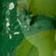 Green Pattern