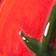 Pomodoro