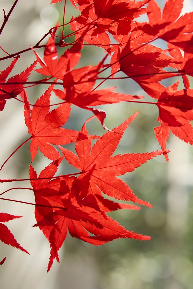 Preserved Japanese Maple Bunch #1